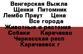 Венгерская Выжла. Щенки. Питомник Лембо Праут. › Цена ­ 35 000 - Все города Животные и растения » Собаки   . Карачаево-Черкесская респ.,Карачаевск г.